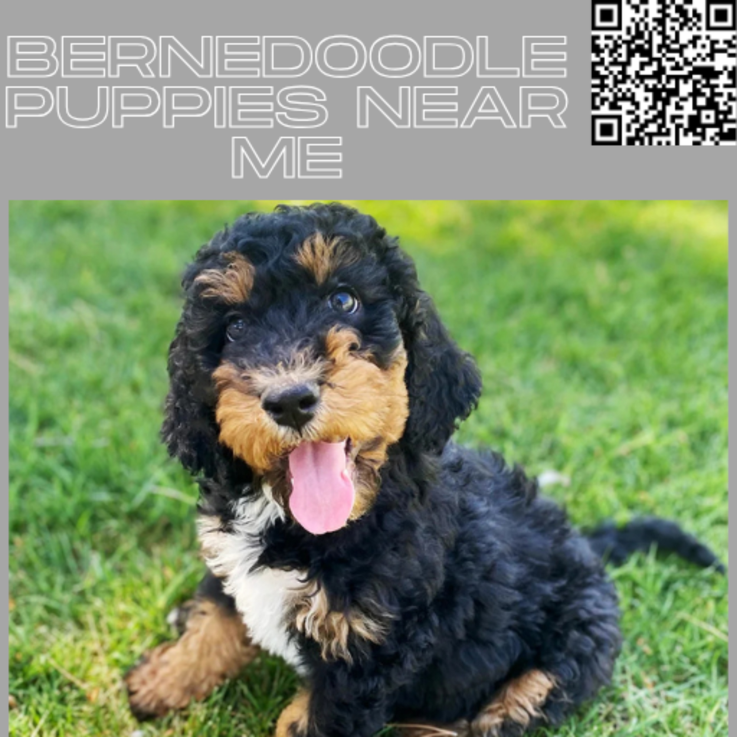 Bernedoodle Puppies Near Me Guide