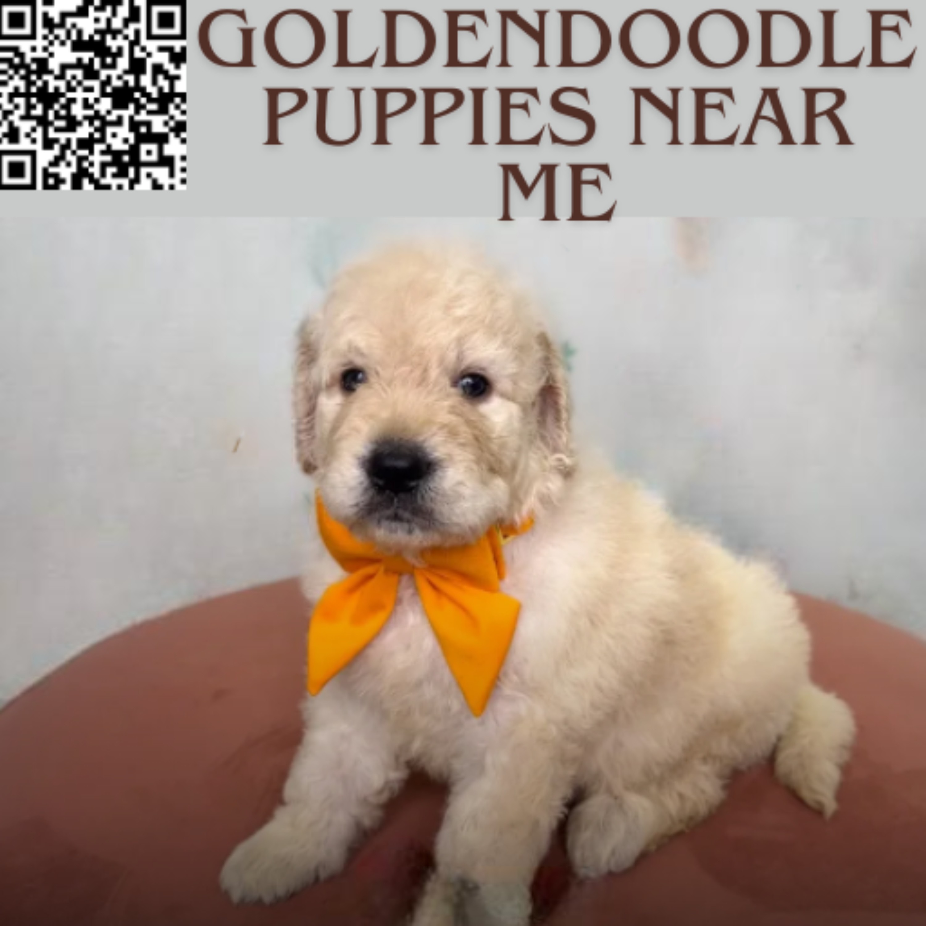 Goldendoodle Puppies Near Me for Families