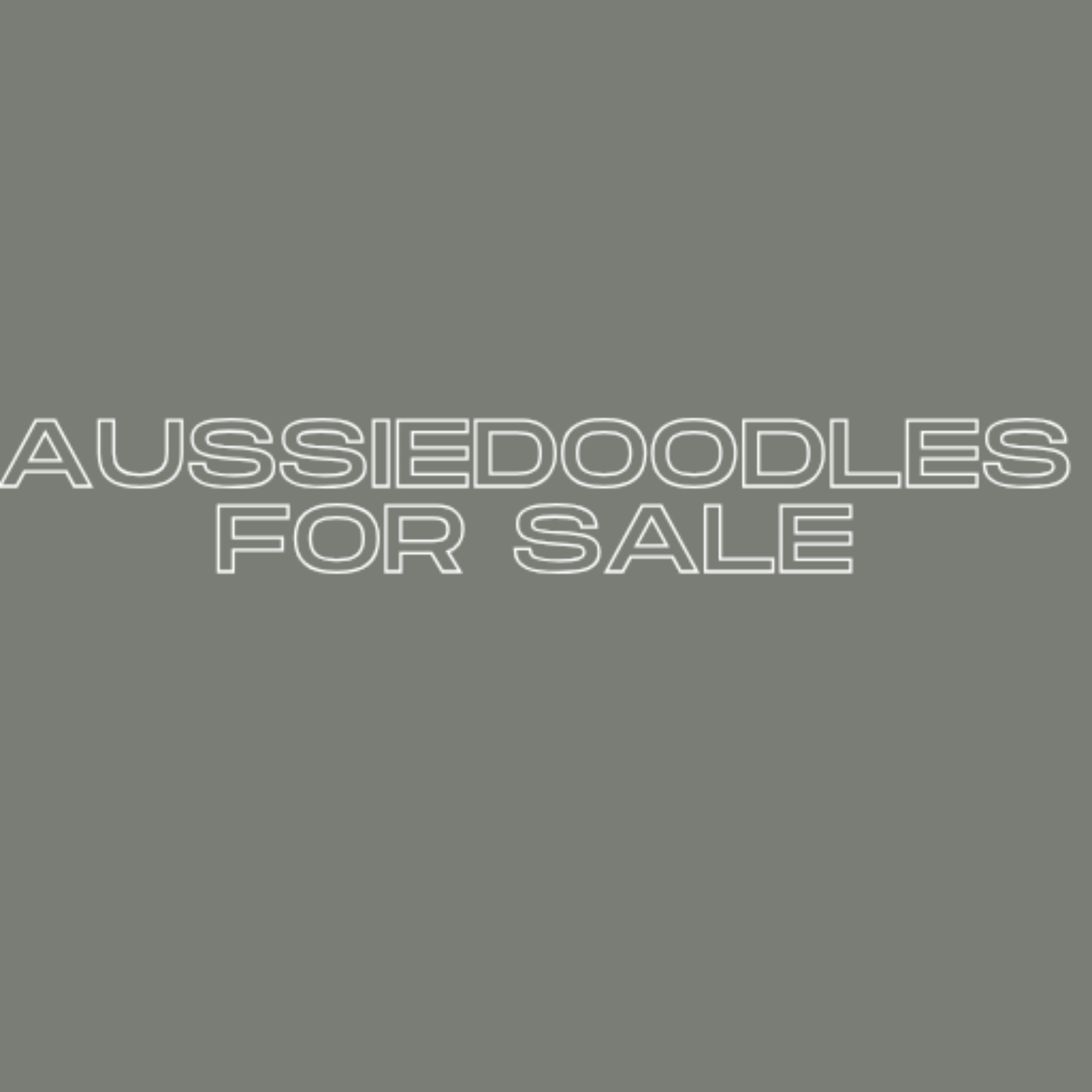 Aussiedoodles for Sale Trusted Breeders podcast artwork