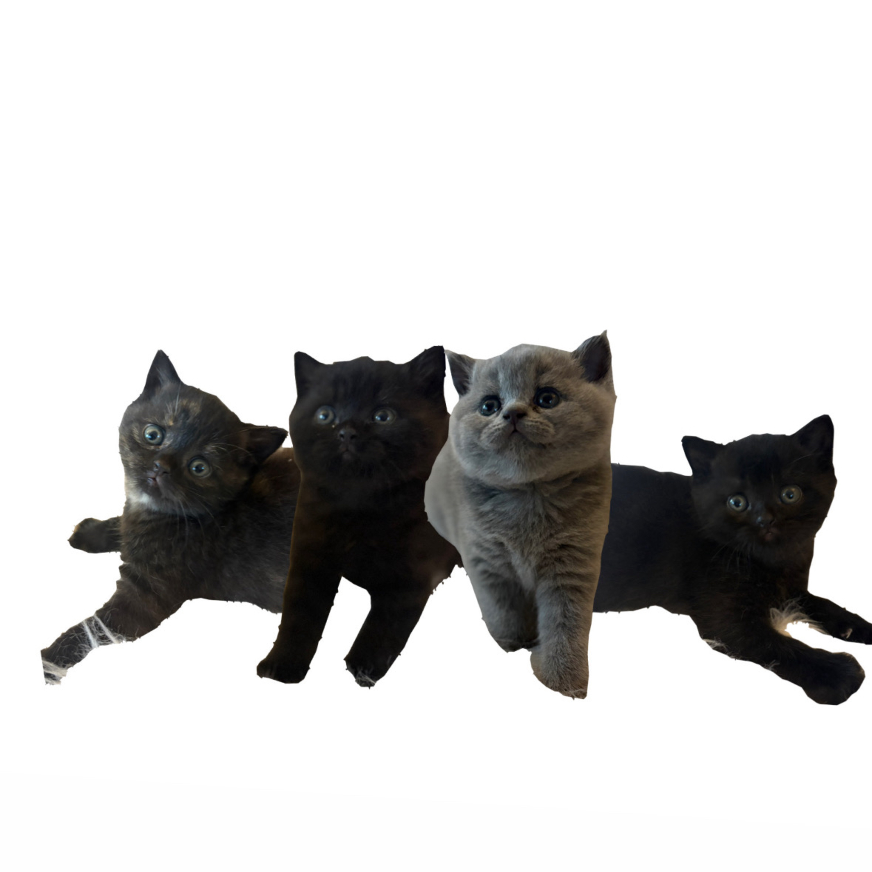 Swiss Meow-Cast podcast artwork