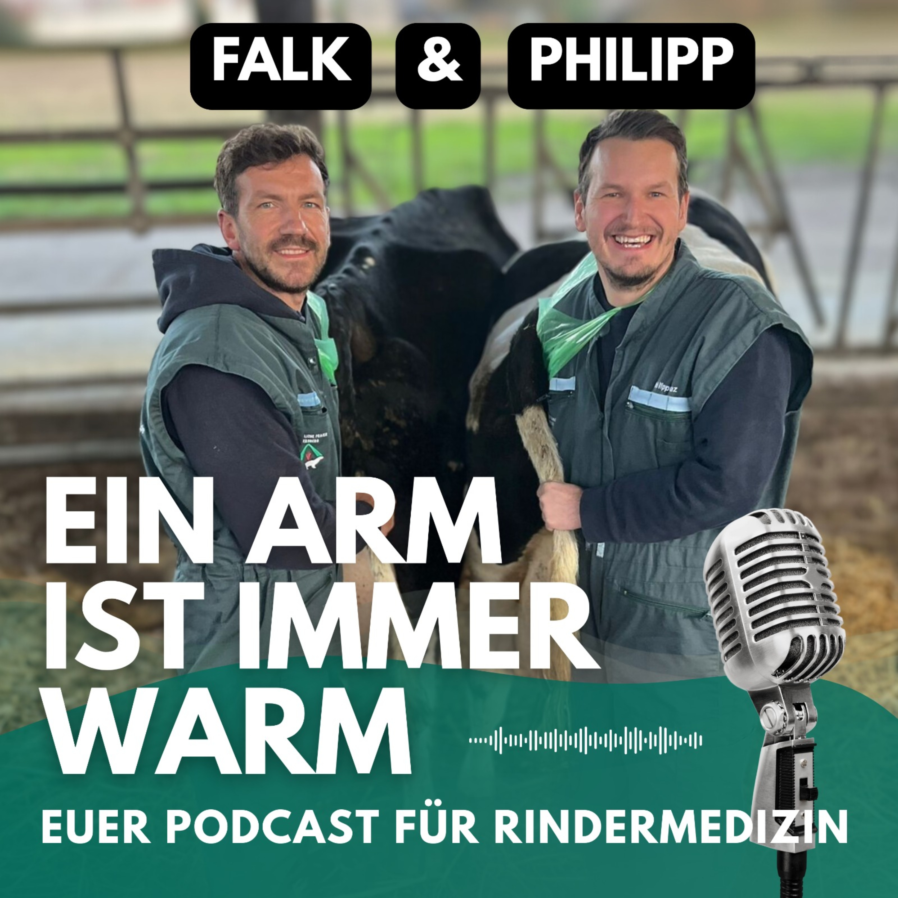 Ein Arm ist immer warm – Einblicke in die Rindermedizin