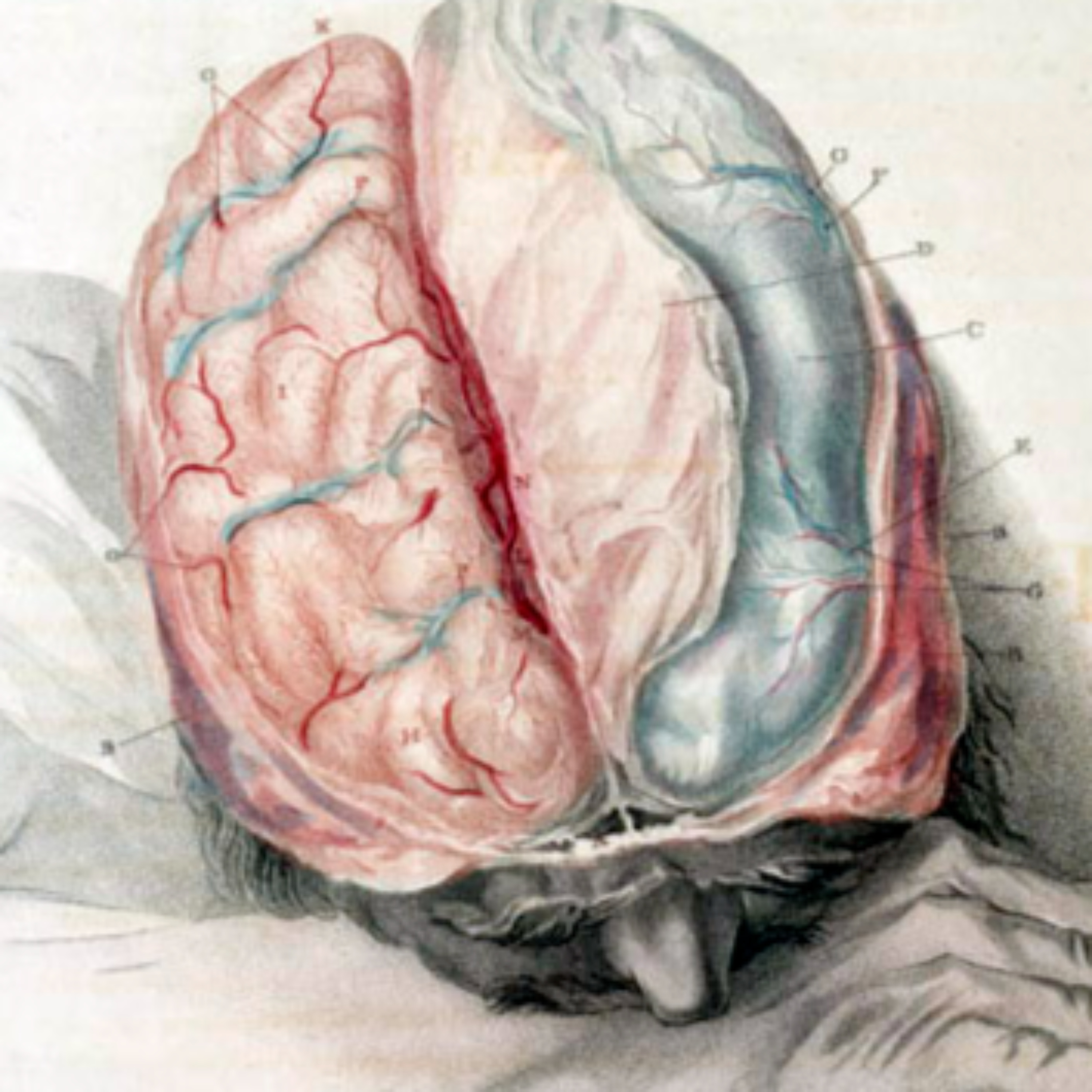 Fascists and Fasciae: Dissecting Medical History
