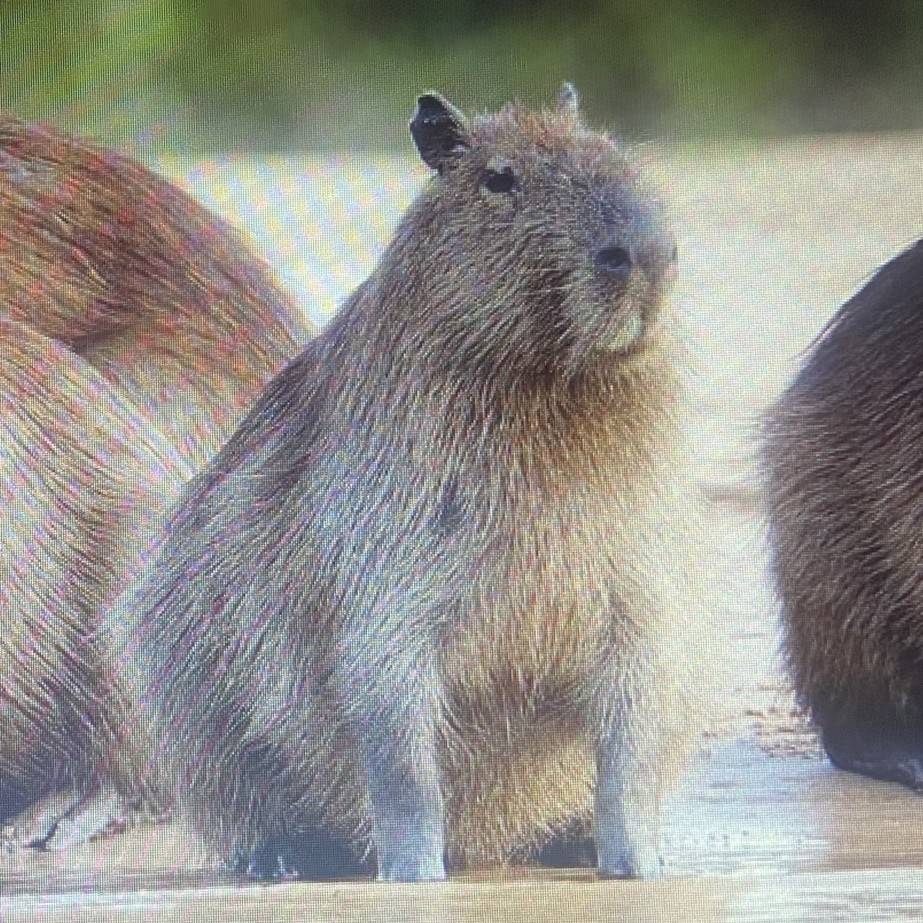 Antes de arreglar el mundo………arreglémonos nosotros . ( música : it’s la vida loca , Kelly Boesch) cover art