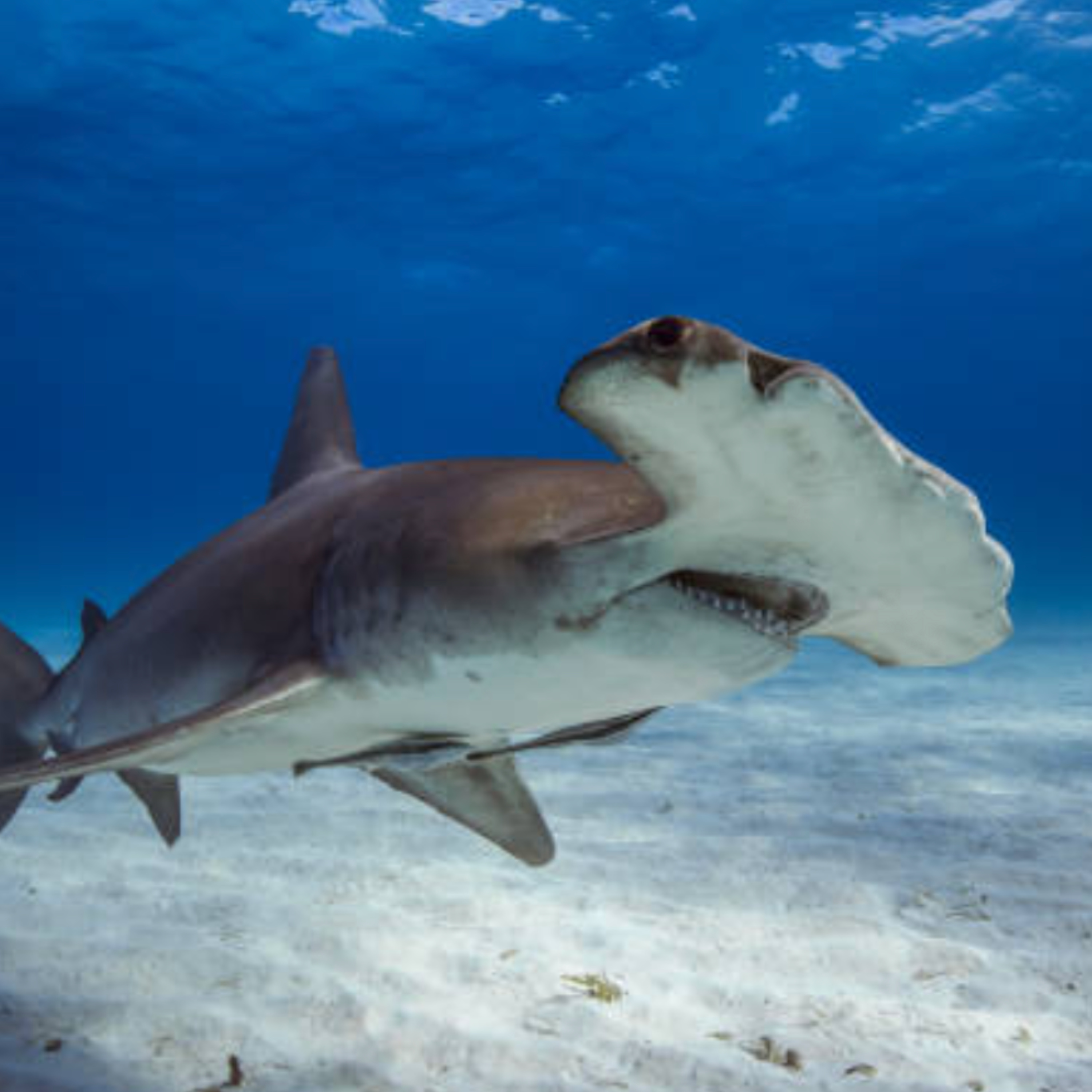 The Shark Report