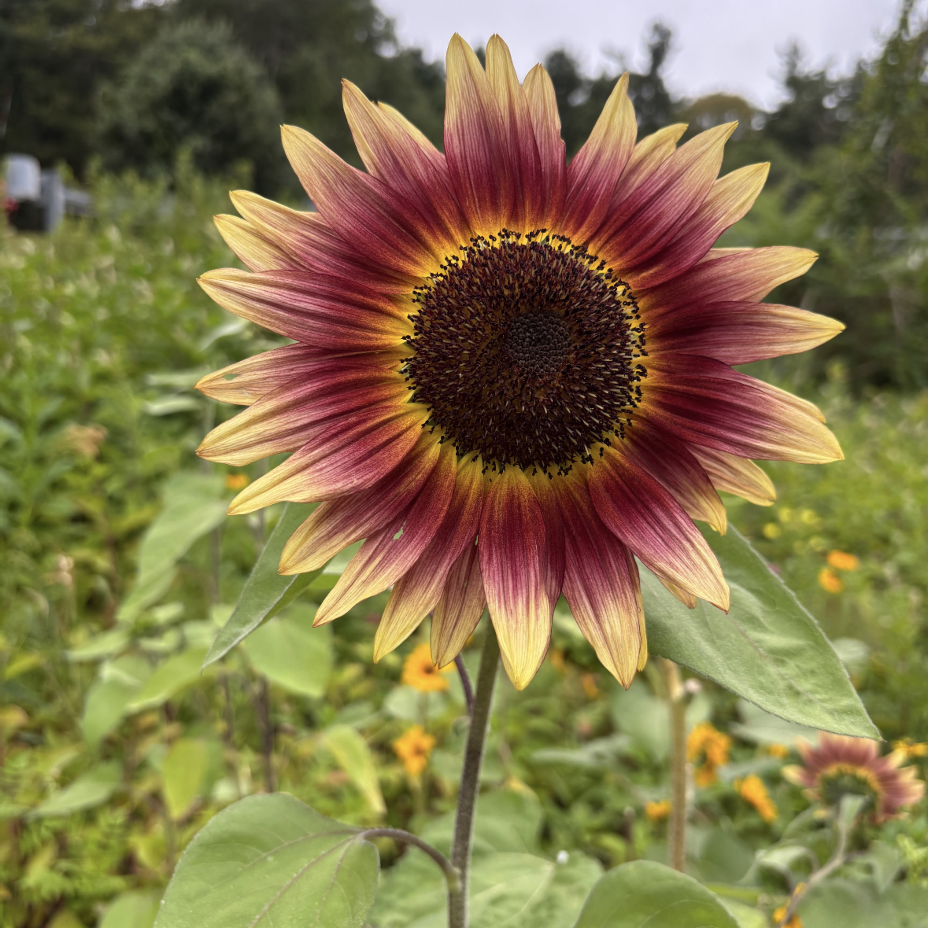 From Sirens to Sunflowers podcast artwork