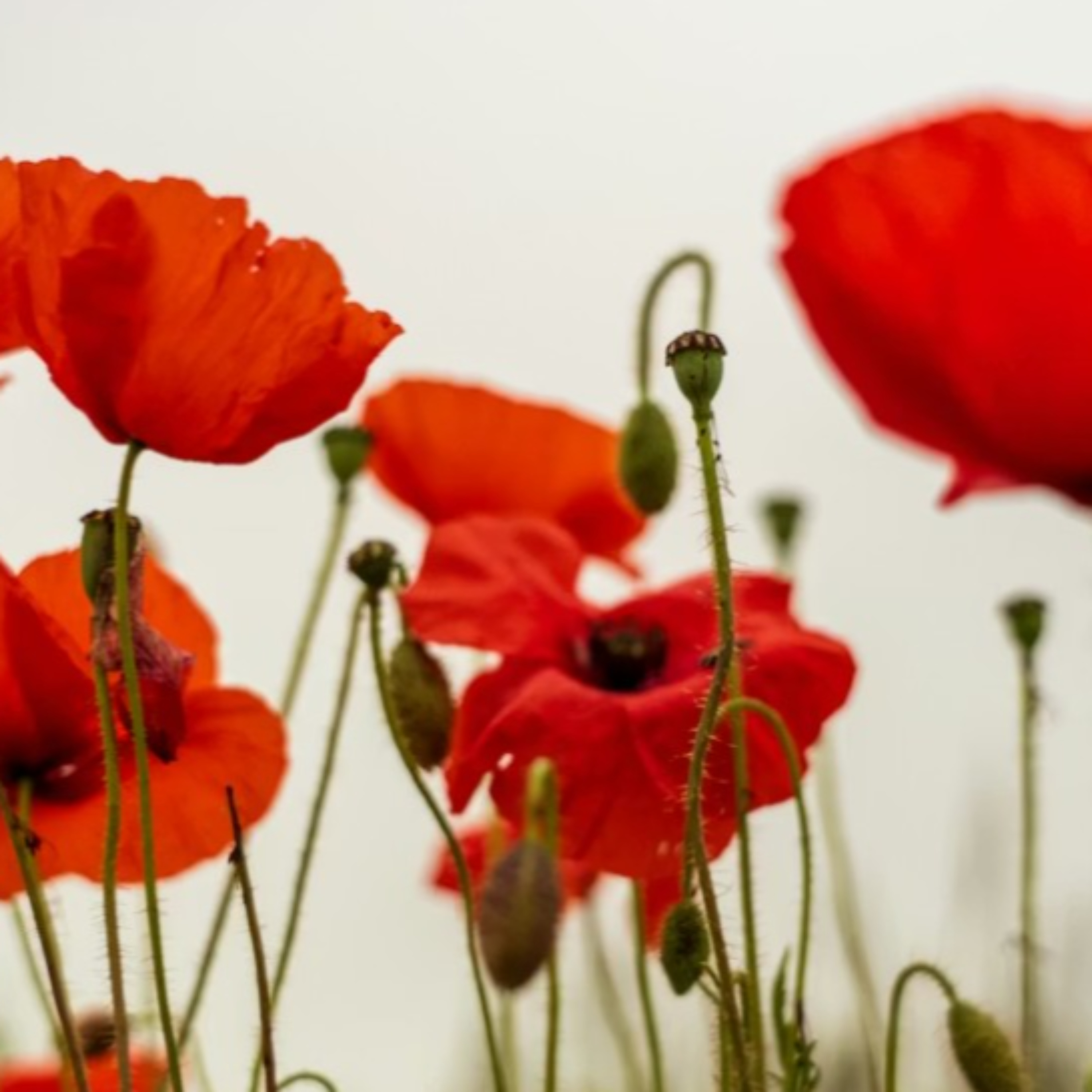 L'art de faire éclore la vie - The art of blooming life cover art