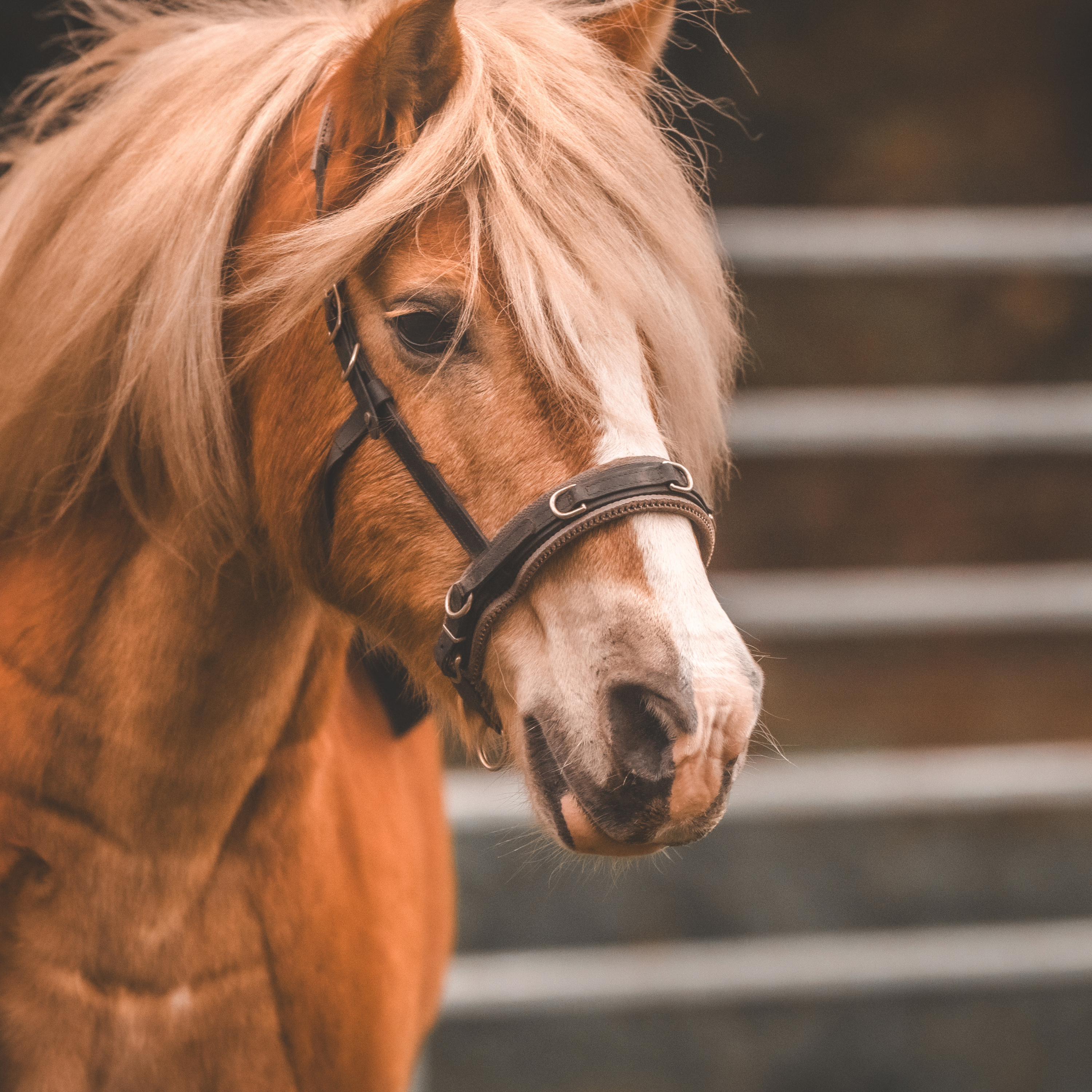 Pferde in der Ergotherapie cover art