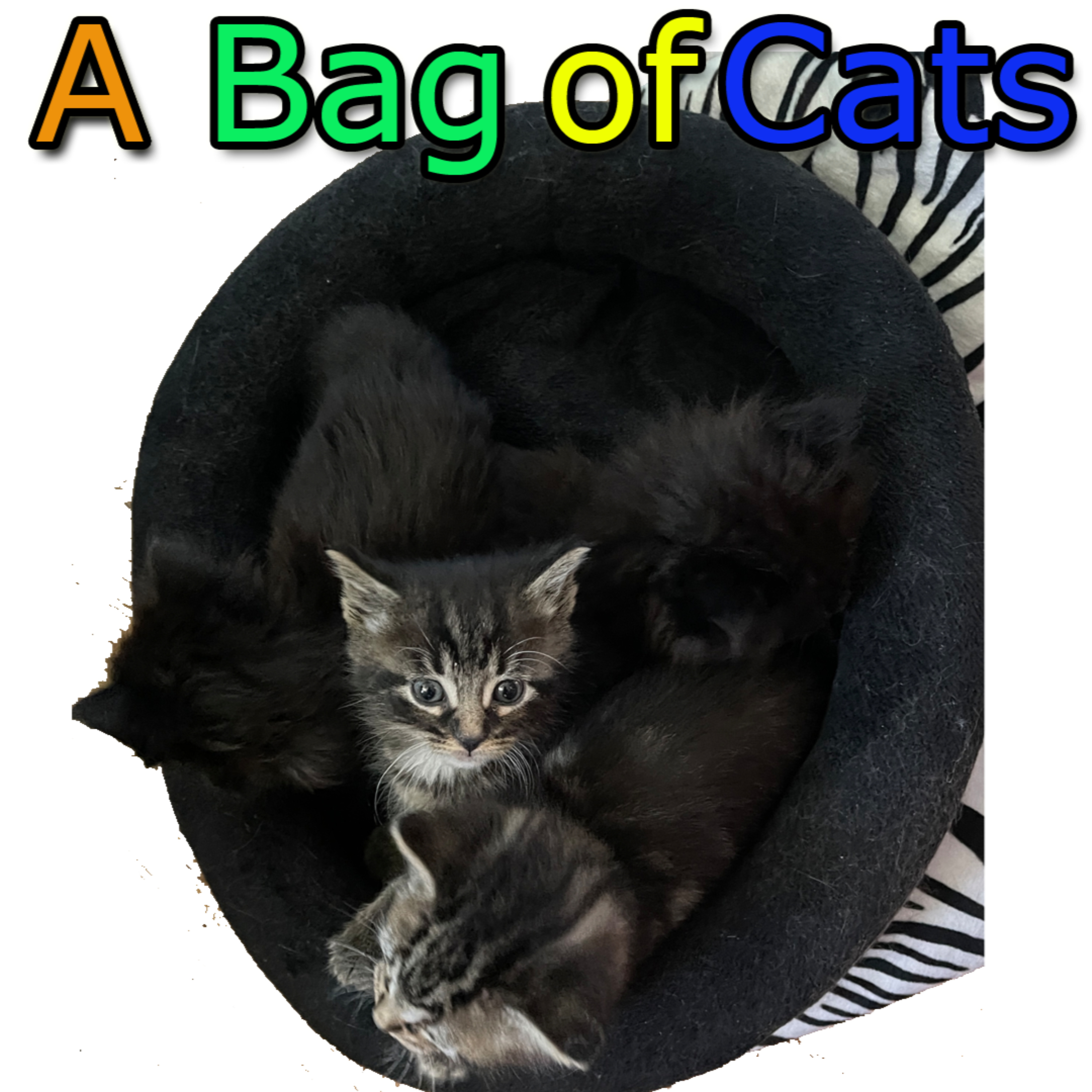 A Bag of Cats