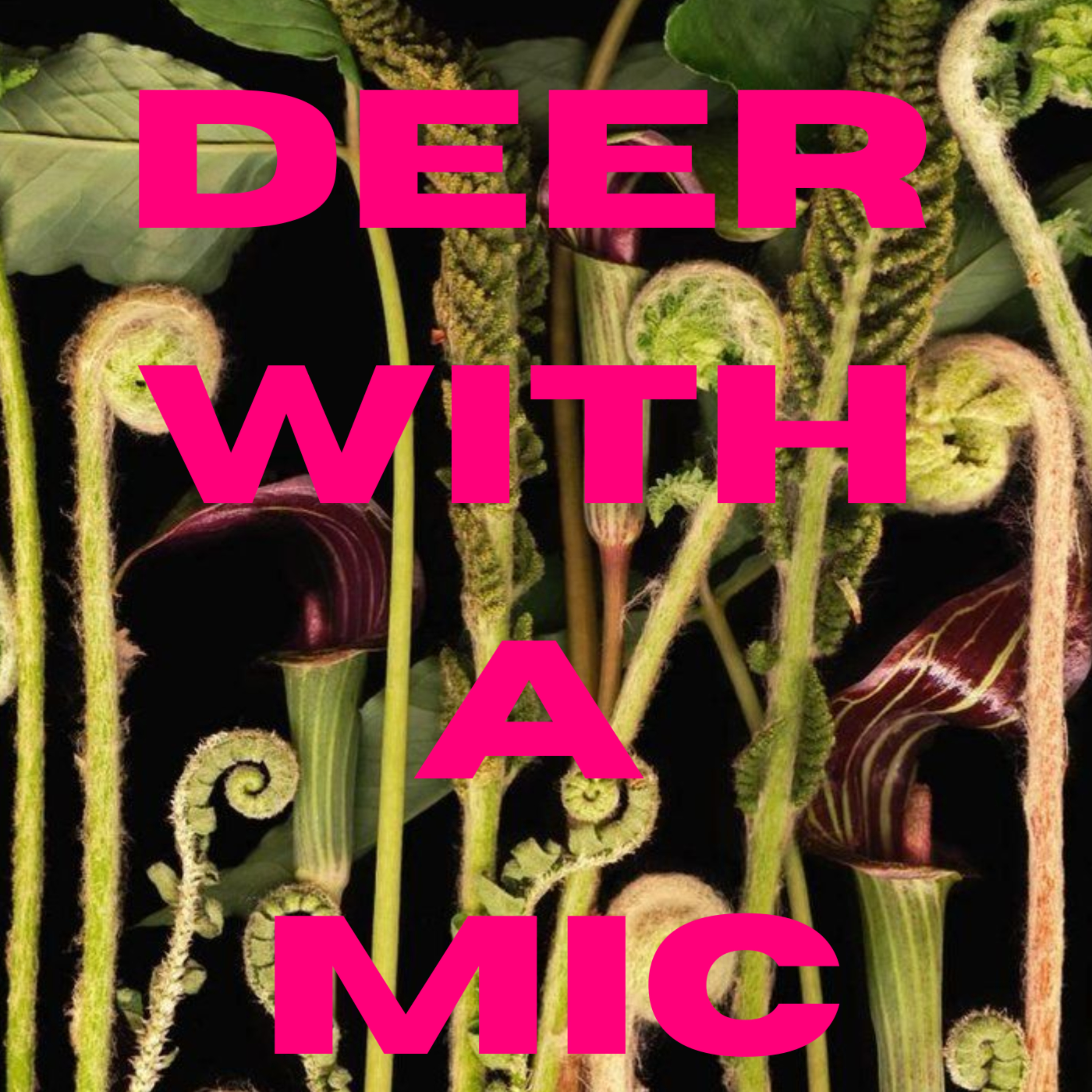 deer with a mic
