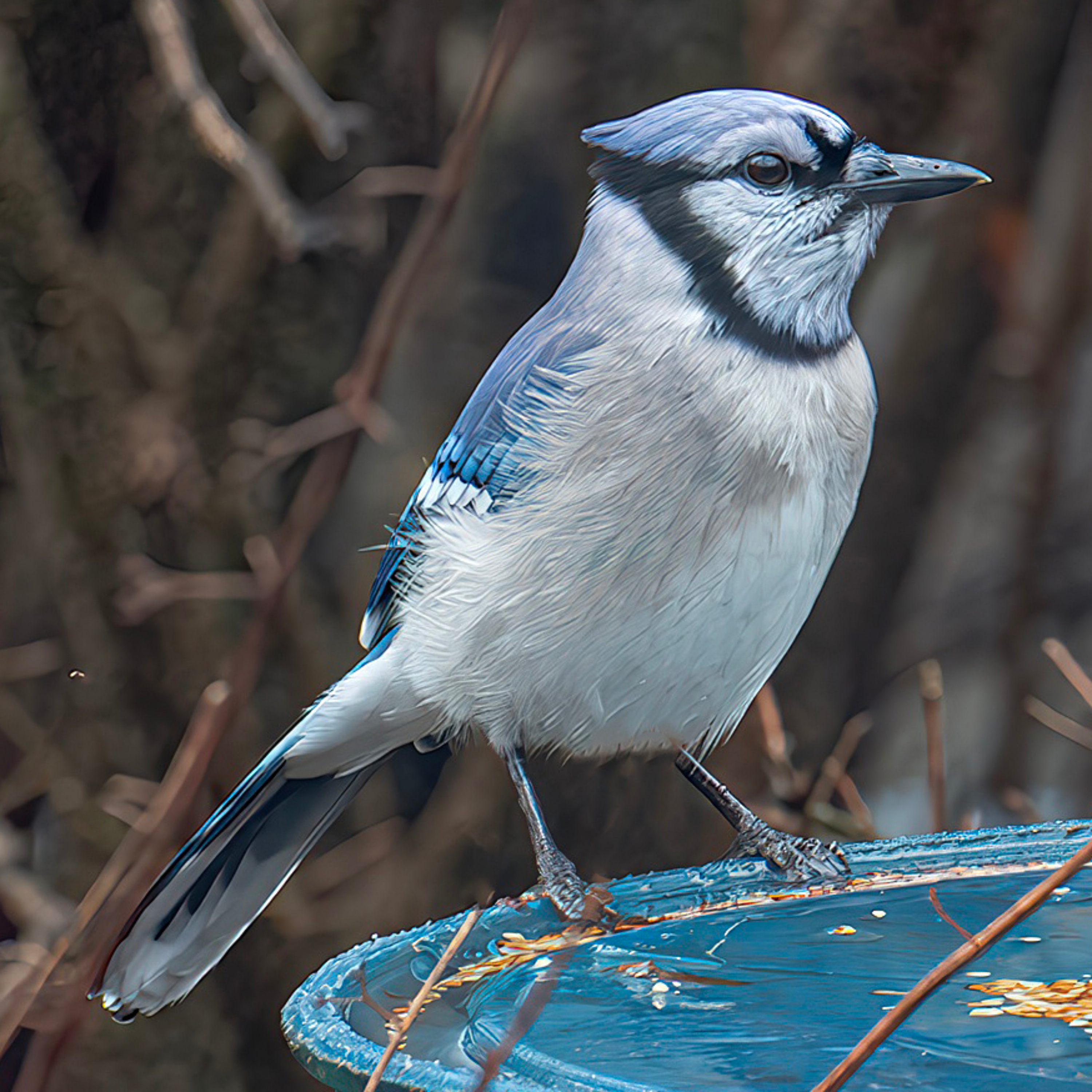 Blue Ridge Birds and Nature at Hilton Pond North cover art