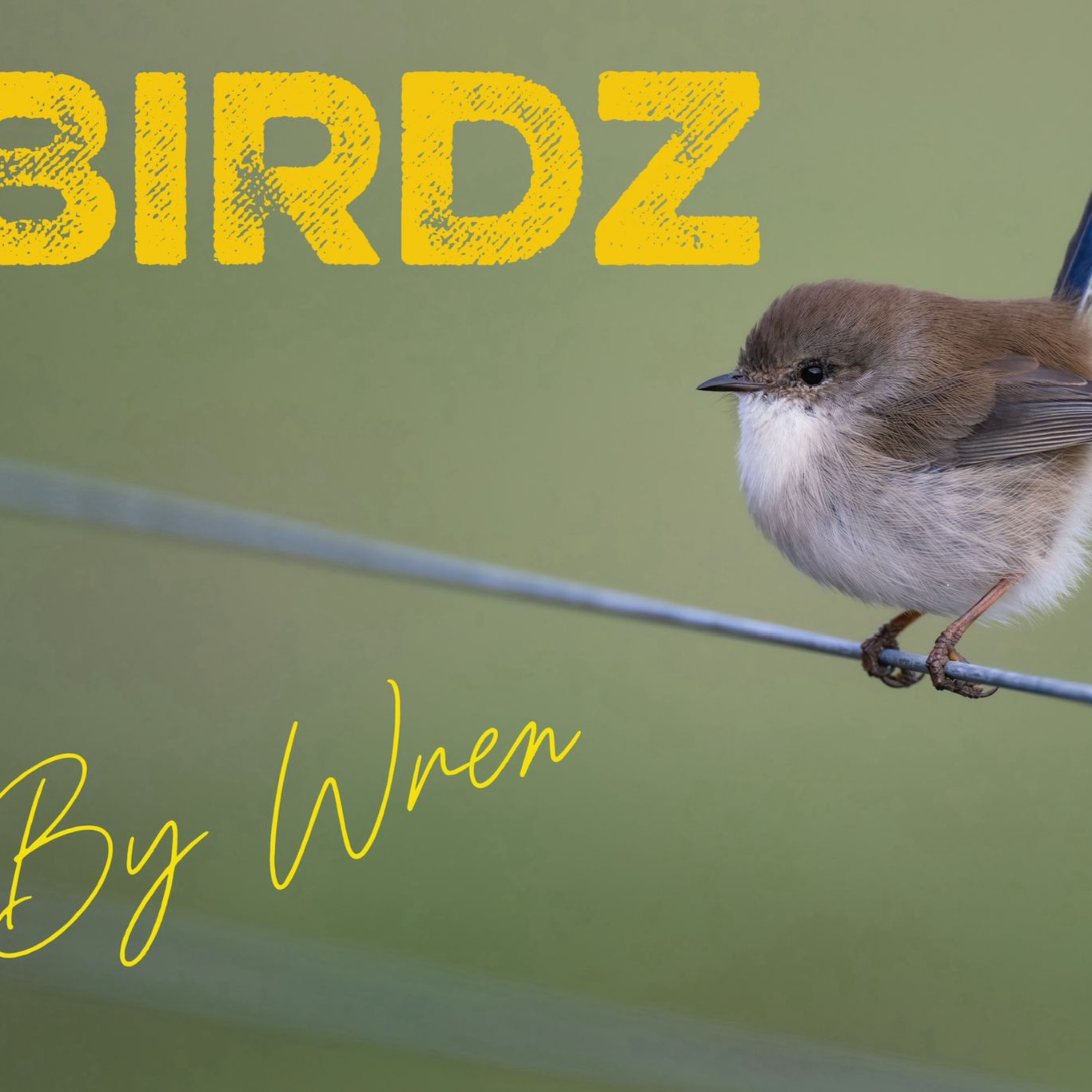 Birdz