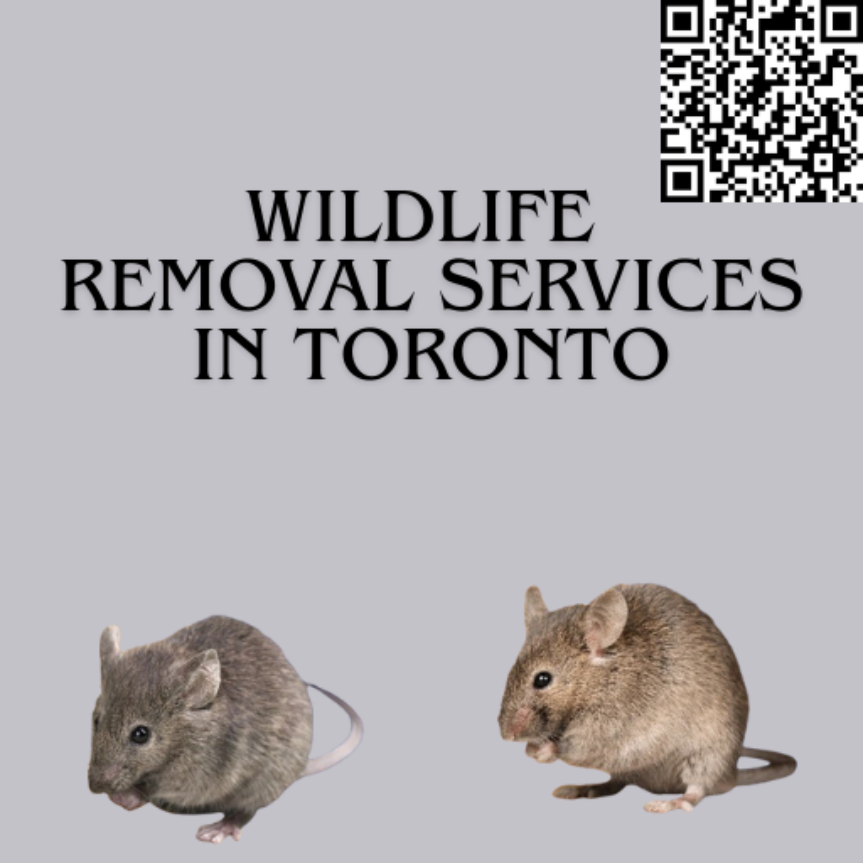 Wildlife Removal Services in Toronto podcast artwork