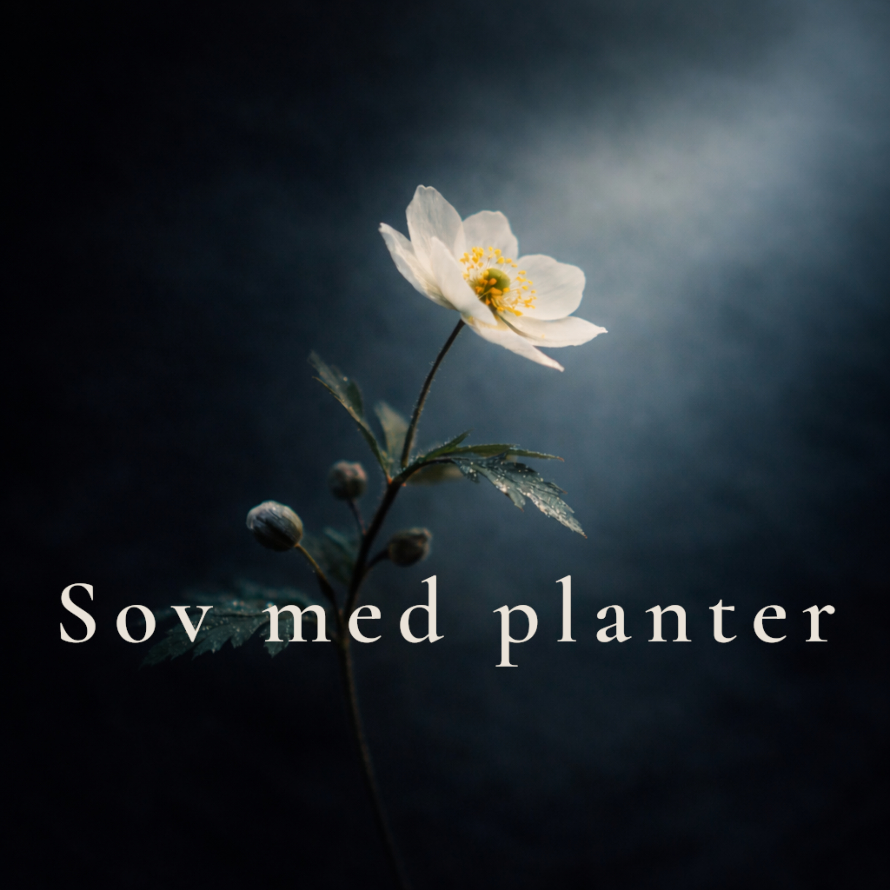 Sov med planter – rolige fortællinger fra naturen til at falde i søvn til af Martin Kristensen