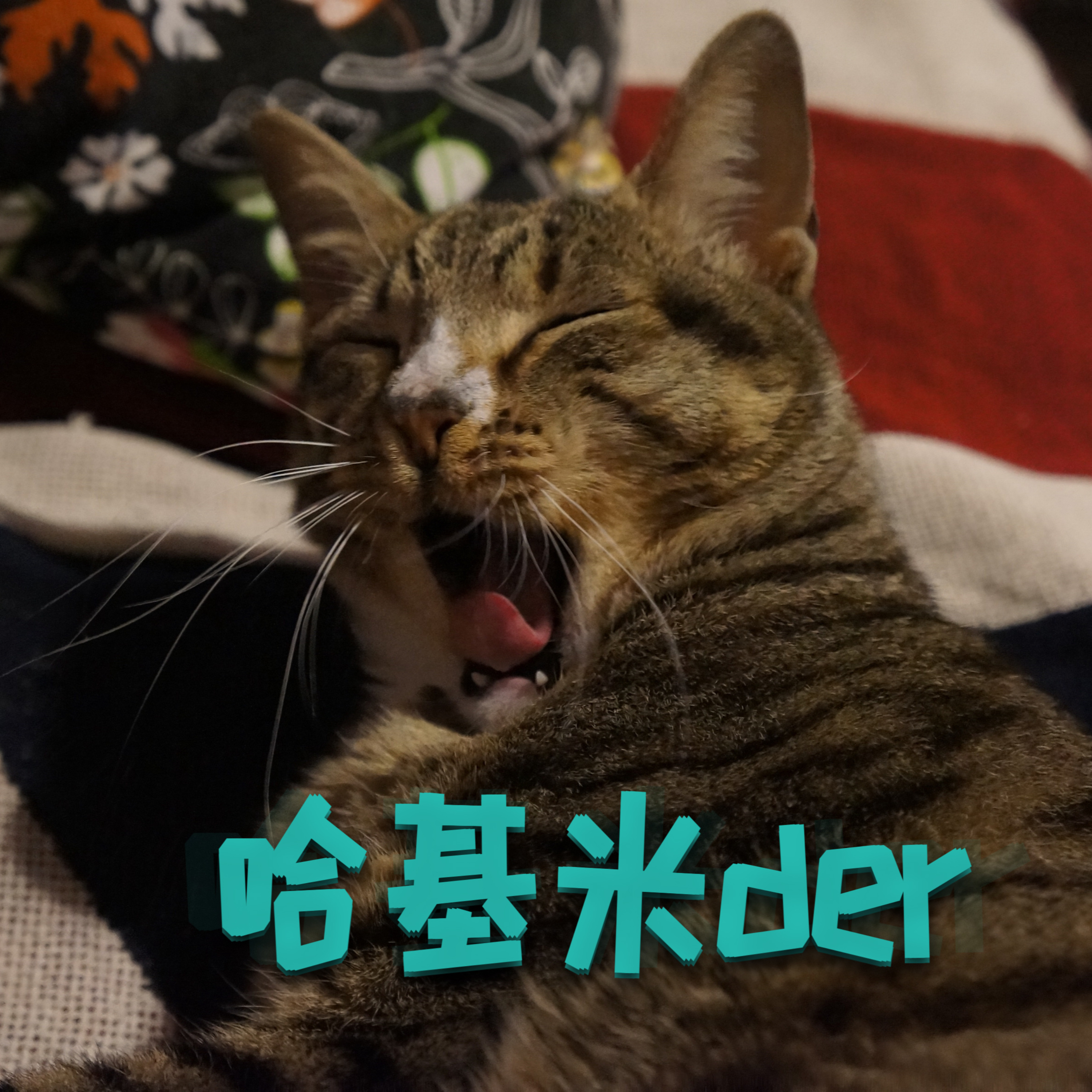 哈基米得