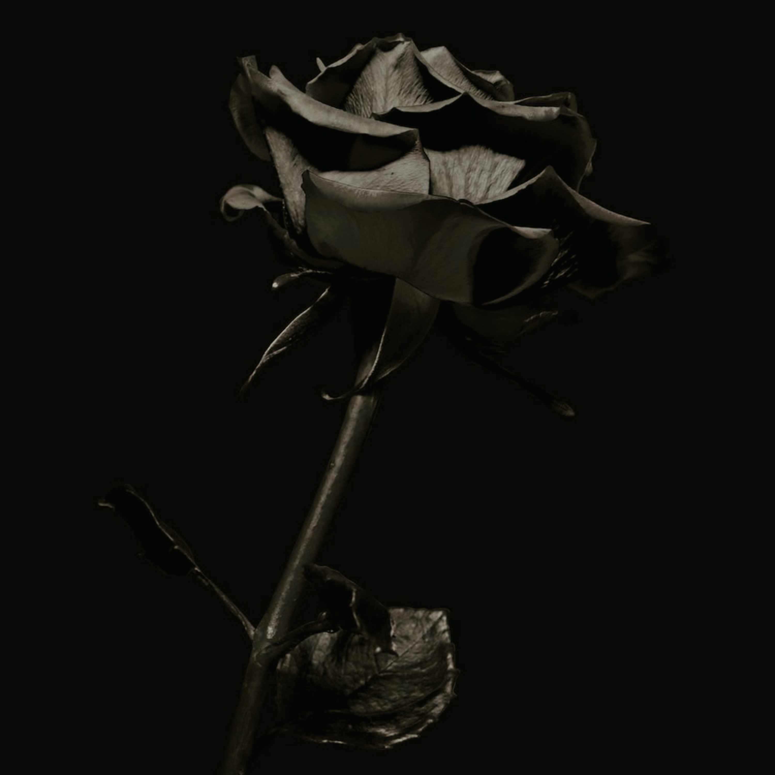 The Black Perspective cover