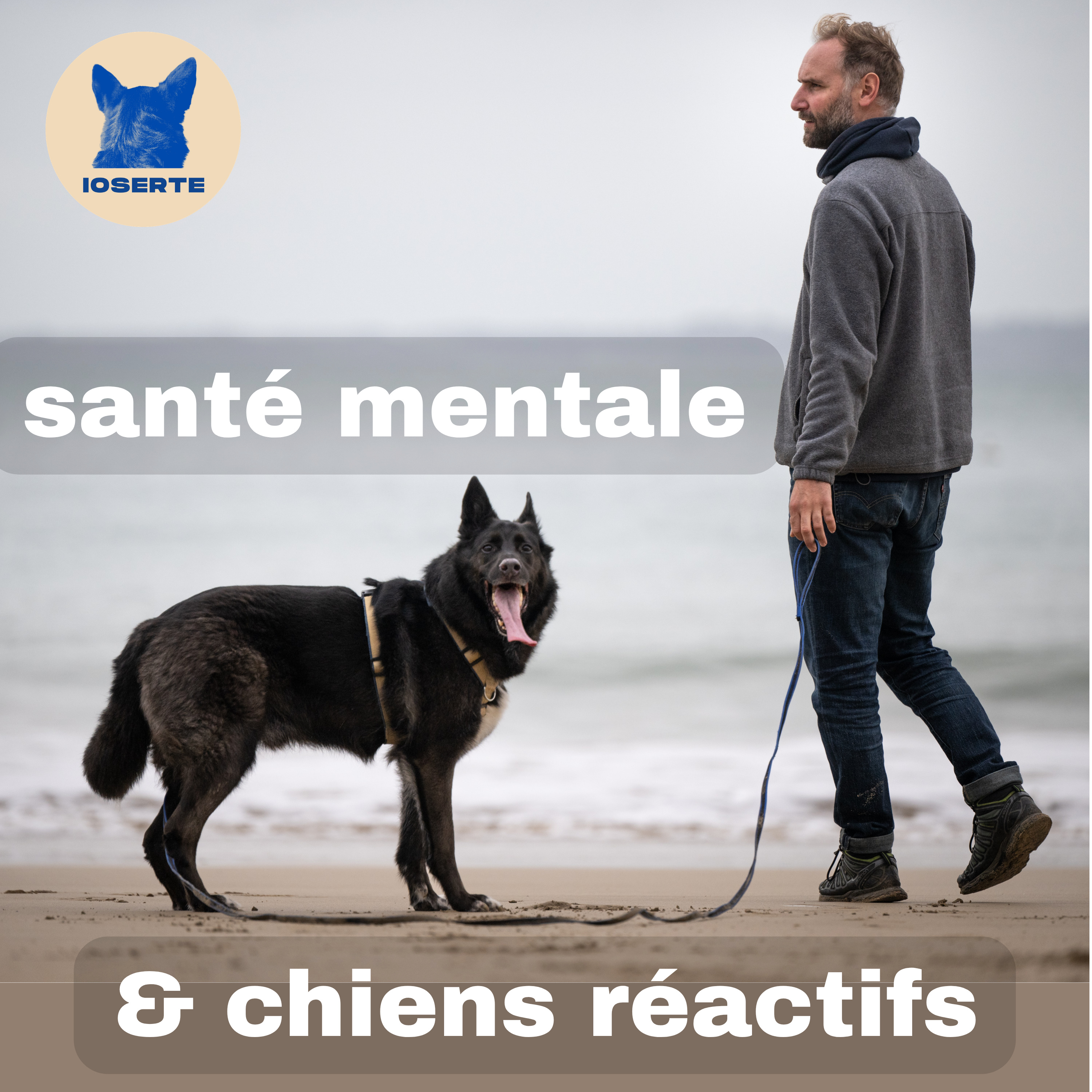 santé mentale et chiens réactifs
