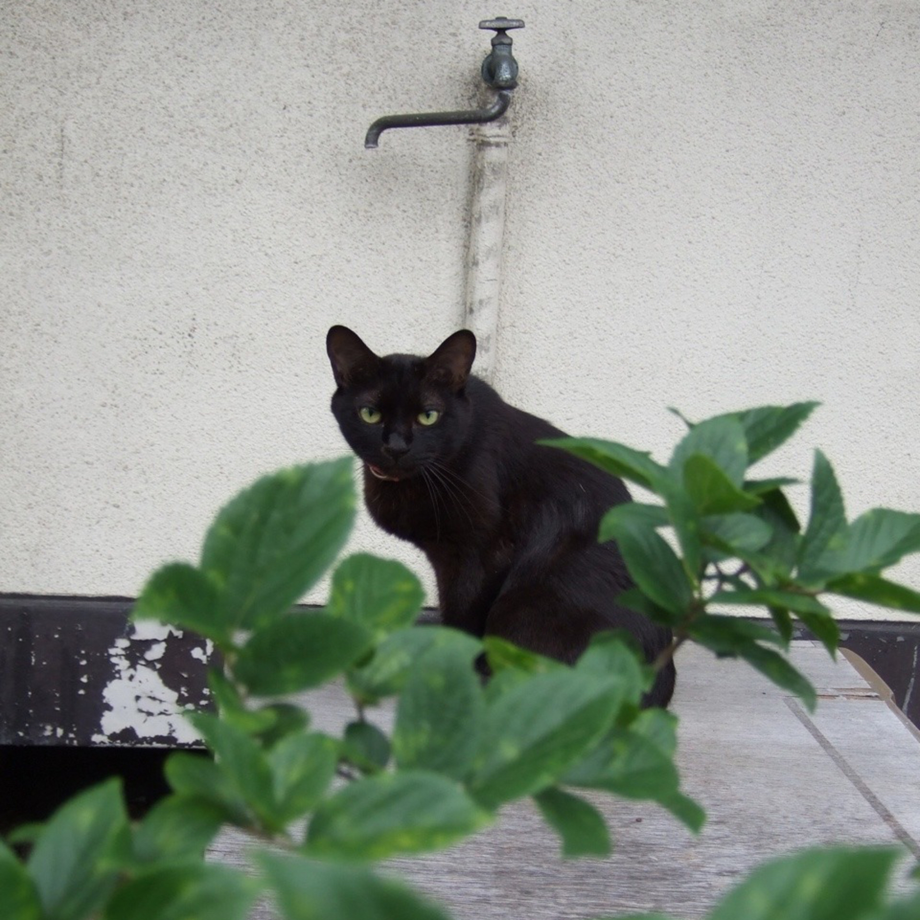 猫に肖像権はあるのか