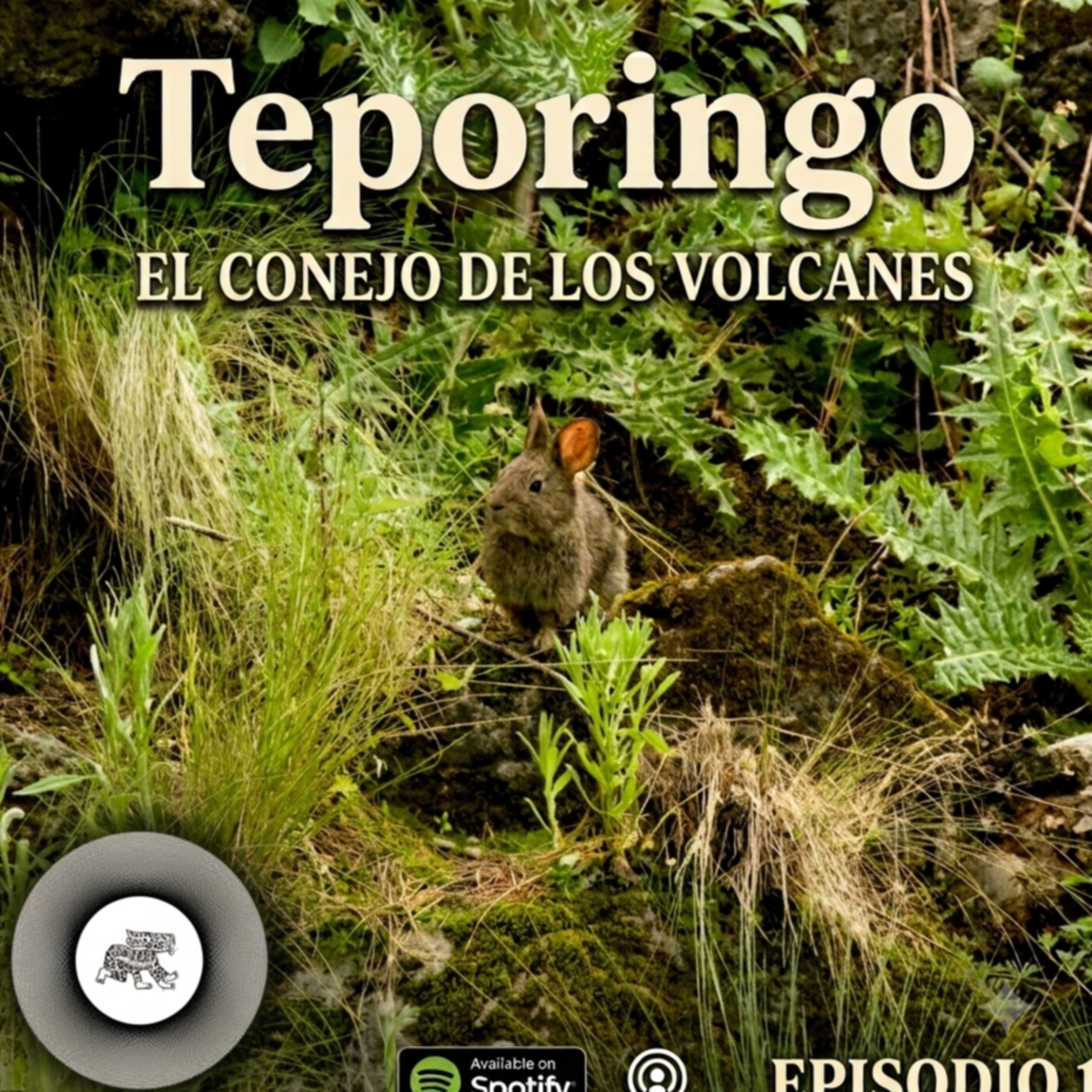Teporingo: El conejo de los volcanes podcast artwork