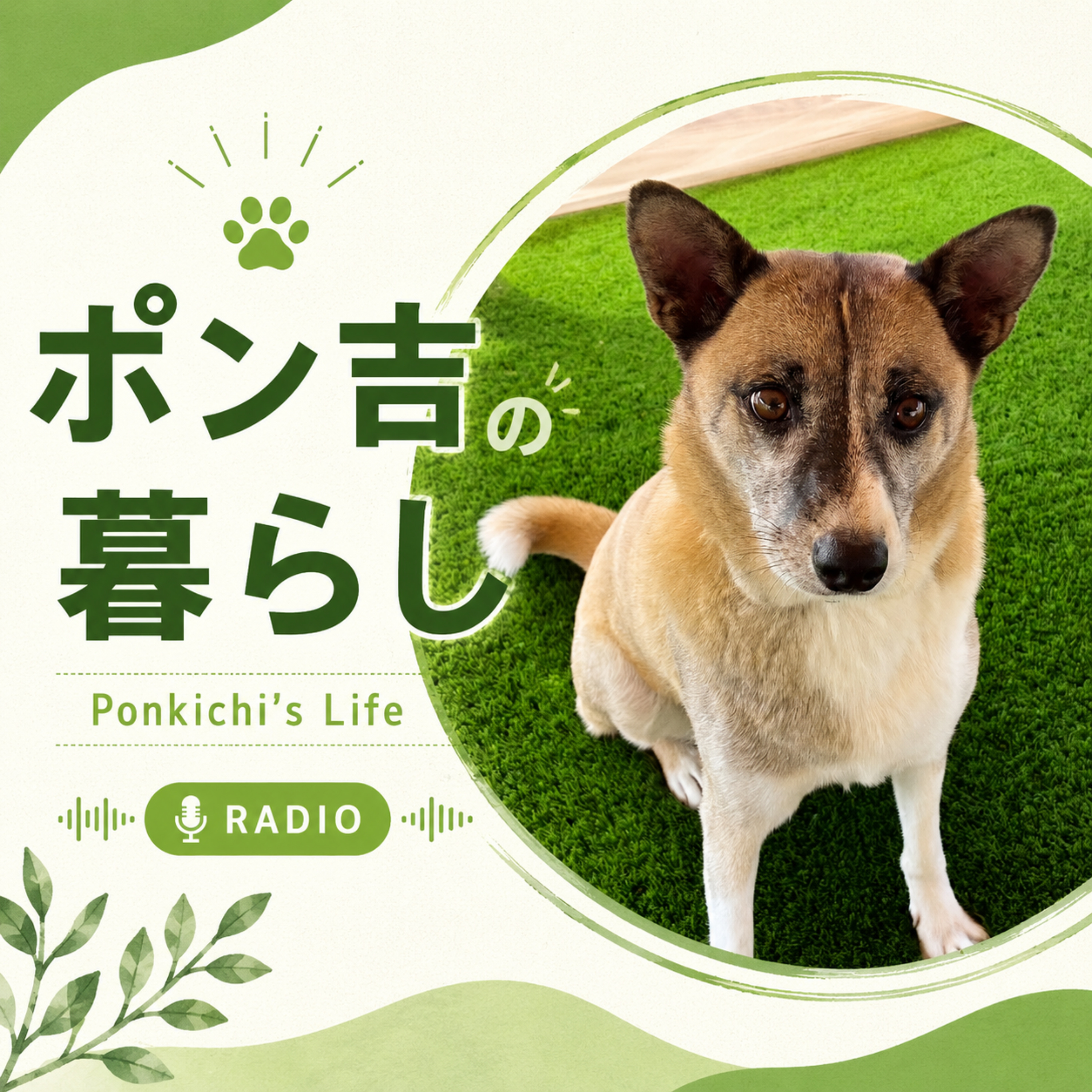 ポン吉の暮らし | Ponkichi's Life