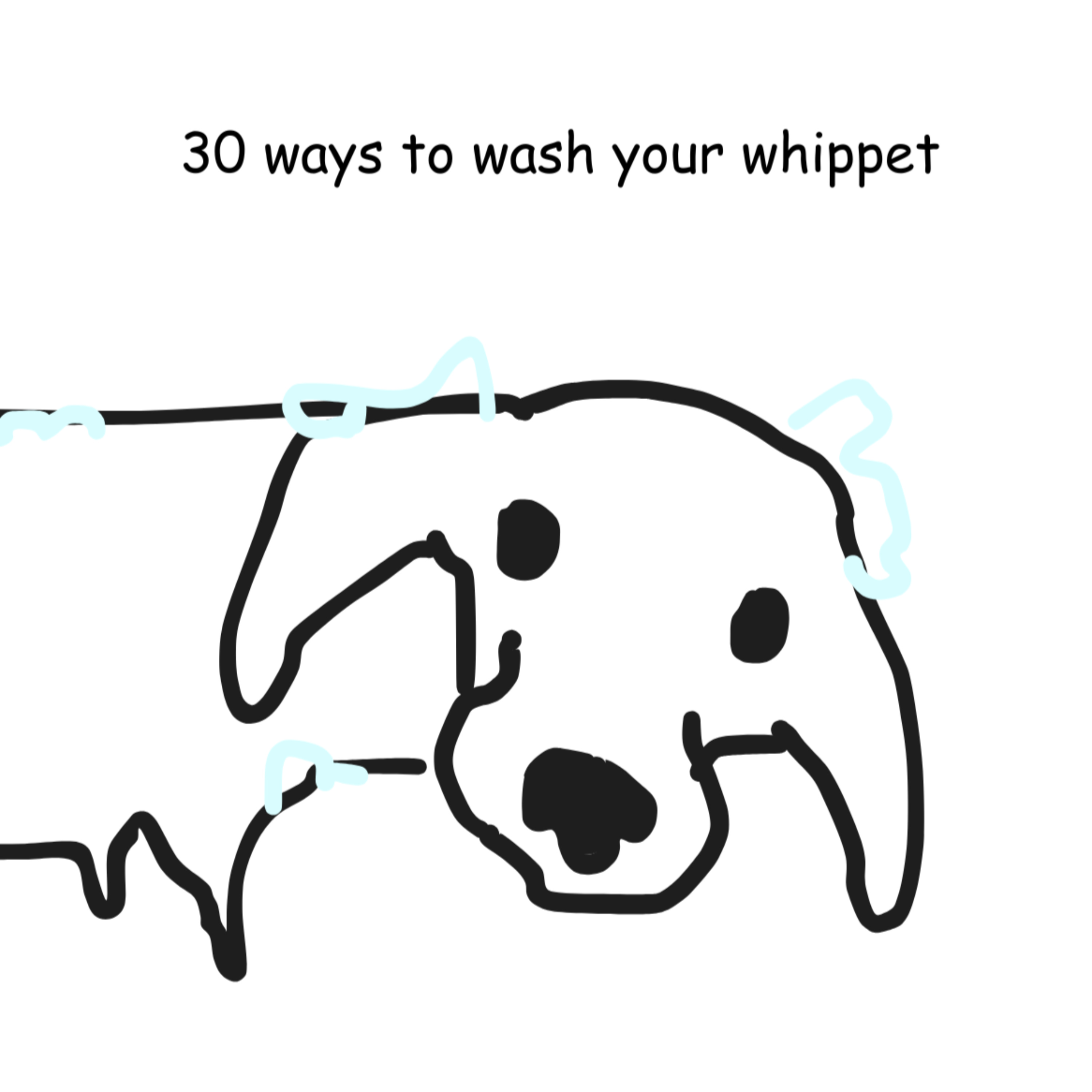 30 Ways to Wash your Whippet