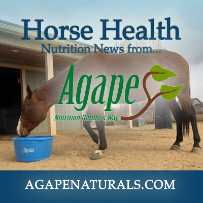 Horse Nutrition News: Why are feed prices going up?