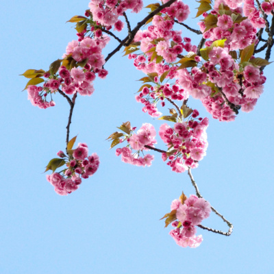 Currently playing episode