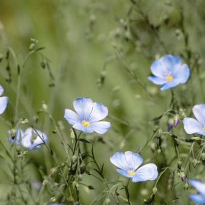 Currently playing episode